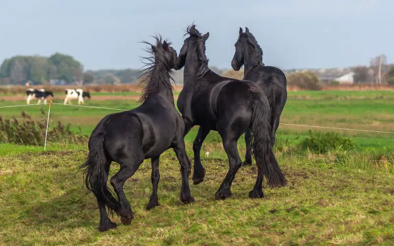 Female Horse Names: 171 Cool Names for your Girl Horse - Equine Desire