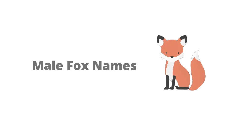 250+ Fox Names (Male & Female) Equine Desire