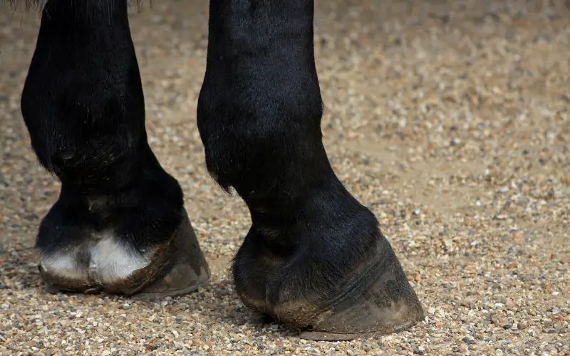 The 11 Best Hoof Supplement for Horses 2024 Equine Desire