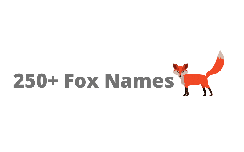 250+ Fox Names (Male & Female) Equine Desire