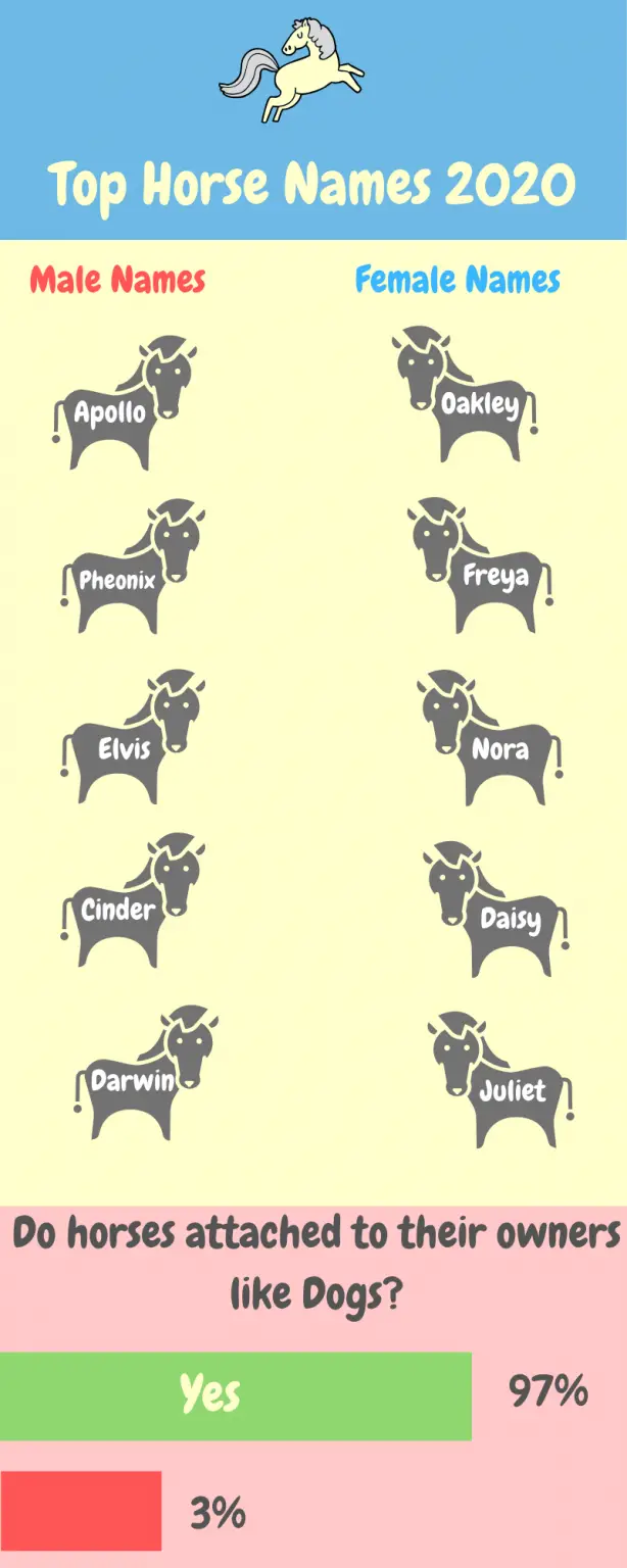 Top Horse Names of 2024 (Infographic) Equine Desire
