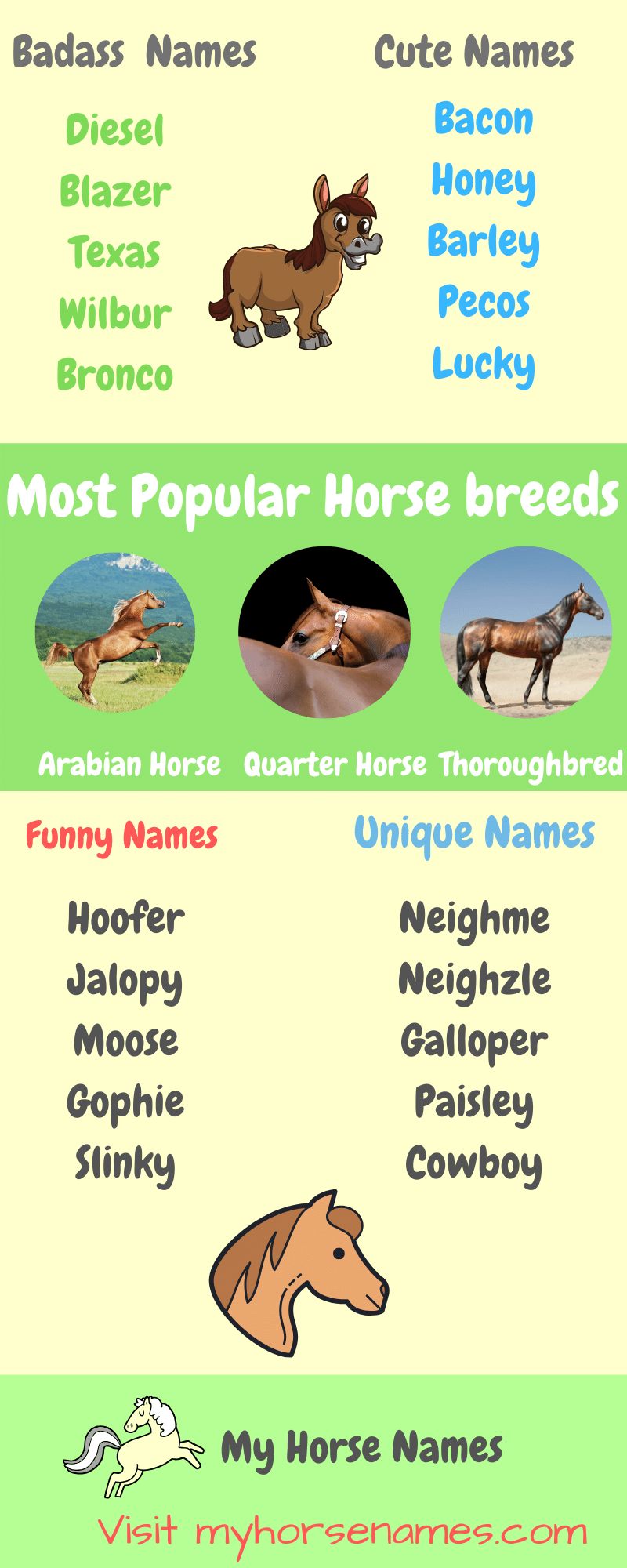 Top Horse Names Of 2024 Infographic Equine Desire