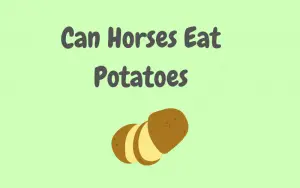 can horses eat potatoes
