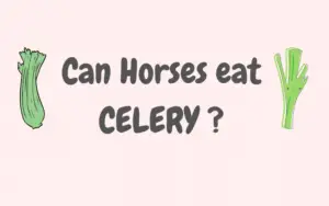 can horses celery