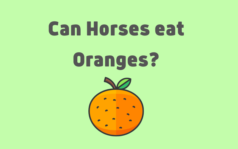 Can Horses Eat Oranges? Poisonous or Not Equine Desire