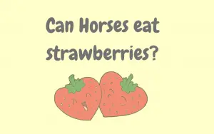 can horses eat strawberries
