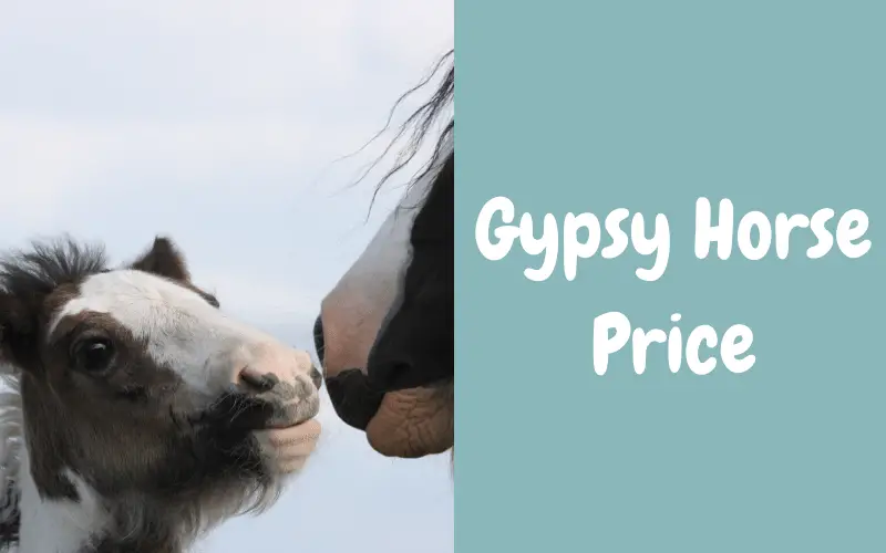 Gypsy Horse Price How Much Do They Cost Equine Desire