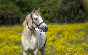 badass horse names