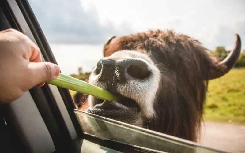 kan selderij schadelijk zijn voor paarden