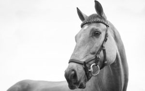 funny horse names