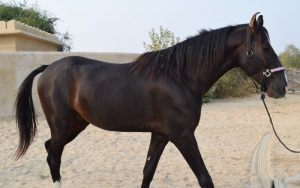 marwari horse price