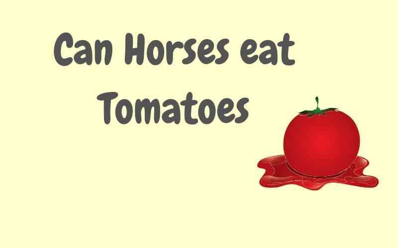 Can Horses Eat Tomatoes? Harmful or Myth Equine Desire