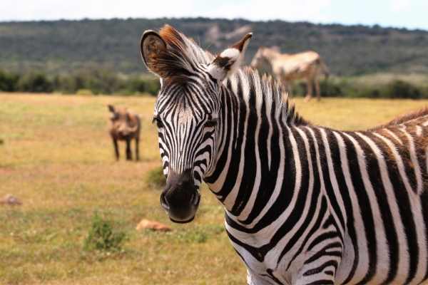 zebra-names-200-most-popular-ideas-equine-desire