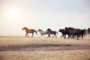 mustang horse names