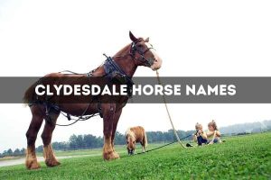 Clydesdale Horse Names