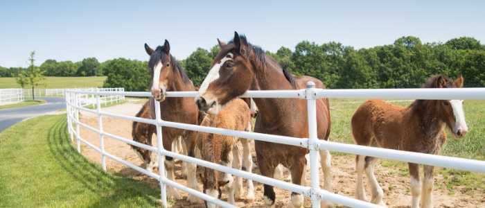 female Clydesdale Horse Names