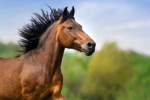 horse names starting with n