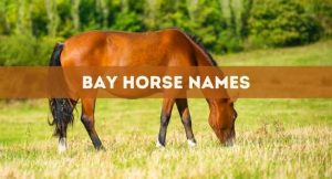 bay horse names