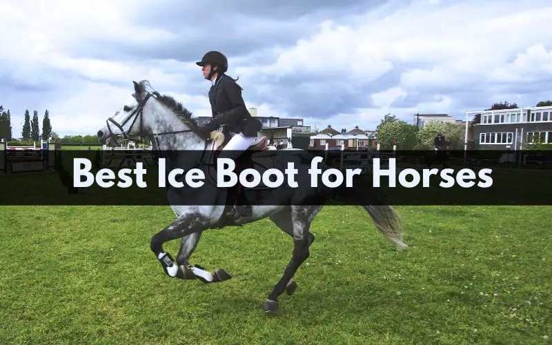 The 7 Best Ice Boots for Horses - 2021 (Reviews & Guide)