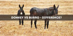 Donkey vs Burro