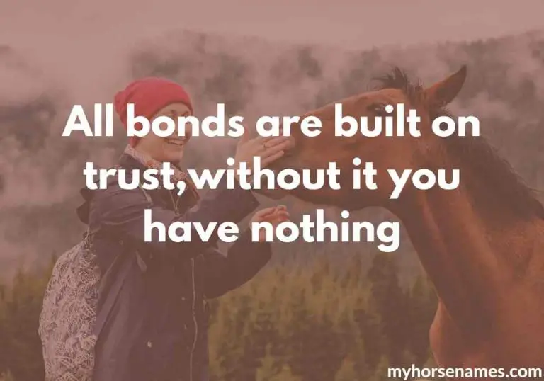 7 Horse Bond Quotes for Inspiration Equine Desire