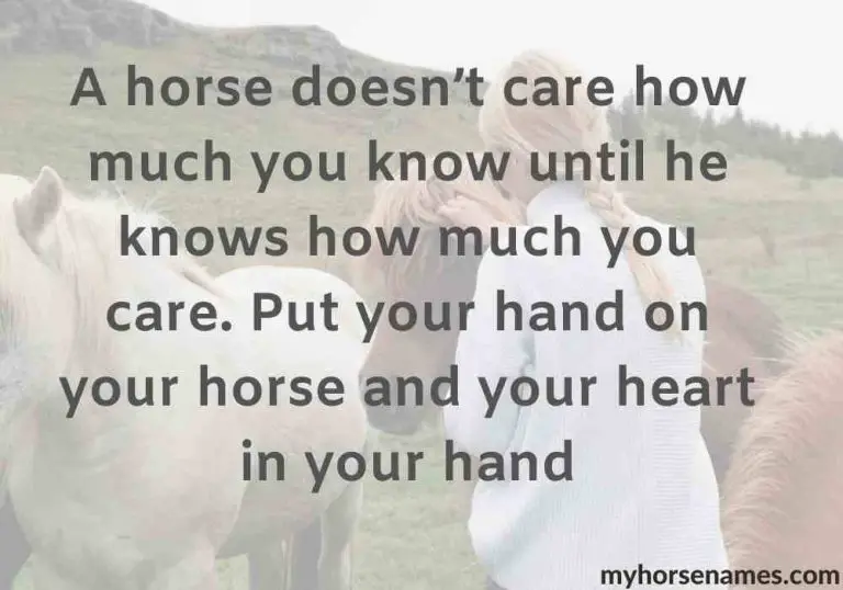 7 Horse Bond Quotes for Inspiration Equine Desire