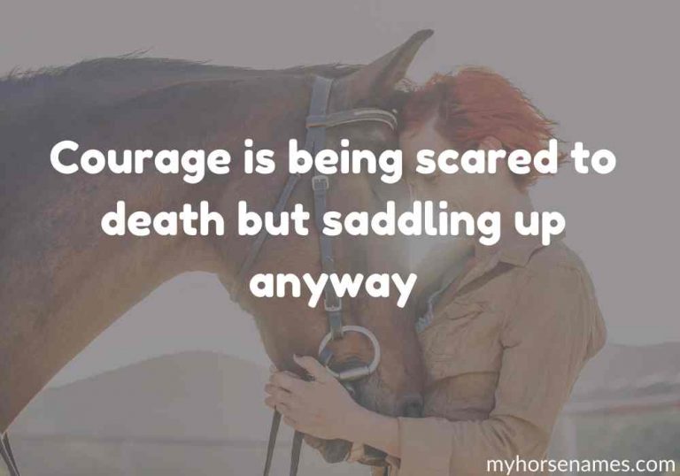 7 Horse Bond Quotes for Inspiration Equine Desire