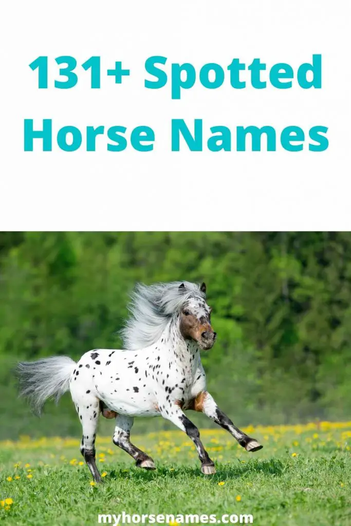 131+ Spotted Horse Names For Geldings and Mares Equine Desire
