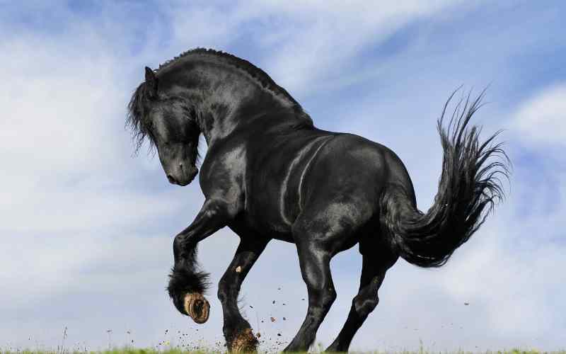 400+ Black Horse Names - Male & Female Name ideas - Equine Desire