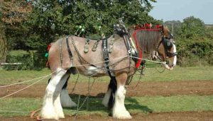 Can a Horse Carry 300 Pounds - Equine Desire