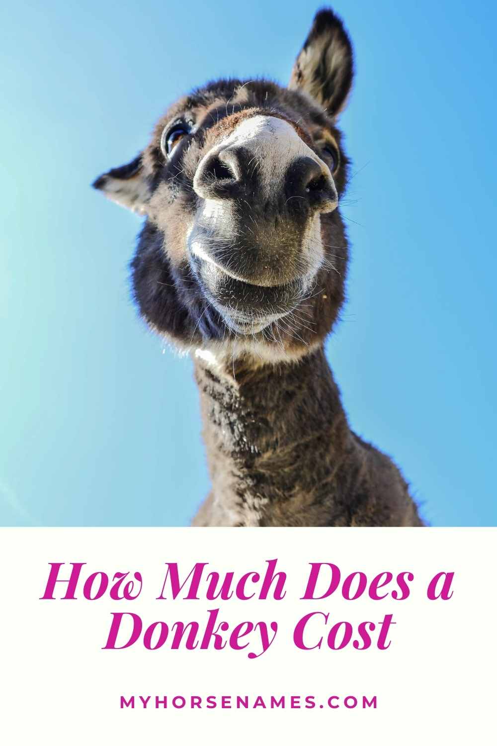 How Much Does a Donkey Cost Price Breakdown Equine Desire