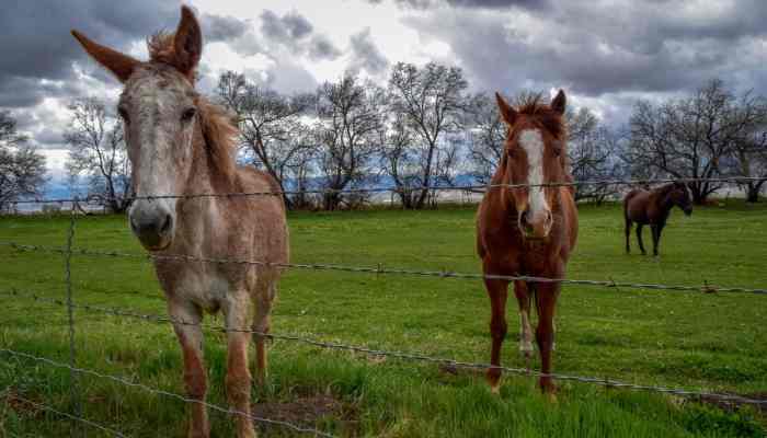 mule-names-191-female-male-funny-ideas-equine-desire