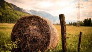 Best Horse Hay Steamer