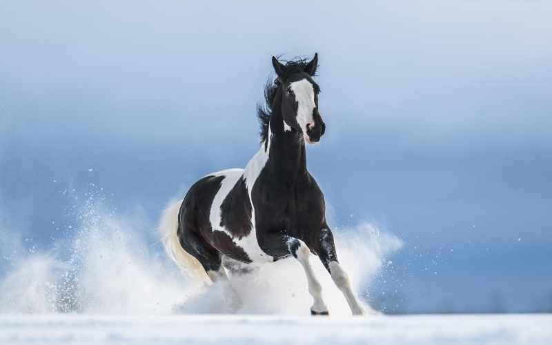 Nero e bianco nome di cavallo di vernice