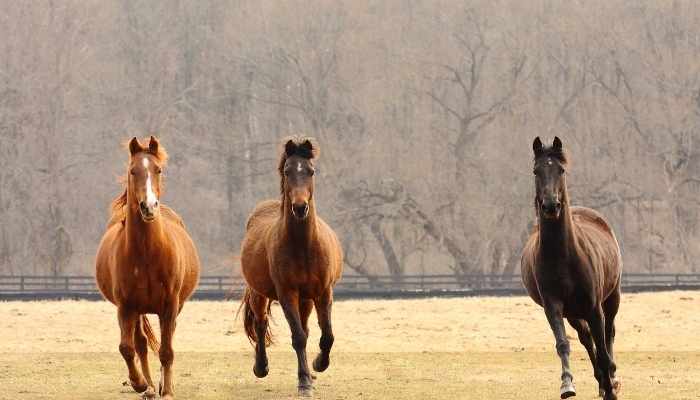 how-much-does-a-thoroughbred-horse-cost-pricing-guide