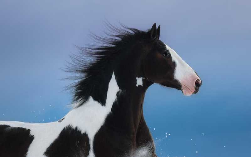 familier noms de chevaux noirs et blancs