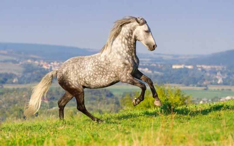 Andalusian Horse Names Ultimate List of 71+ Ideas