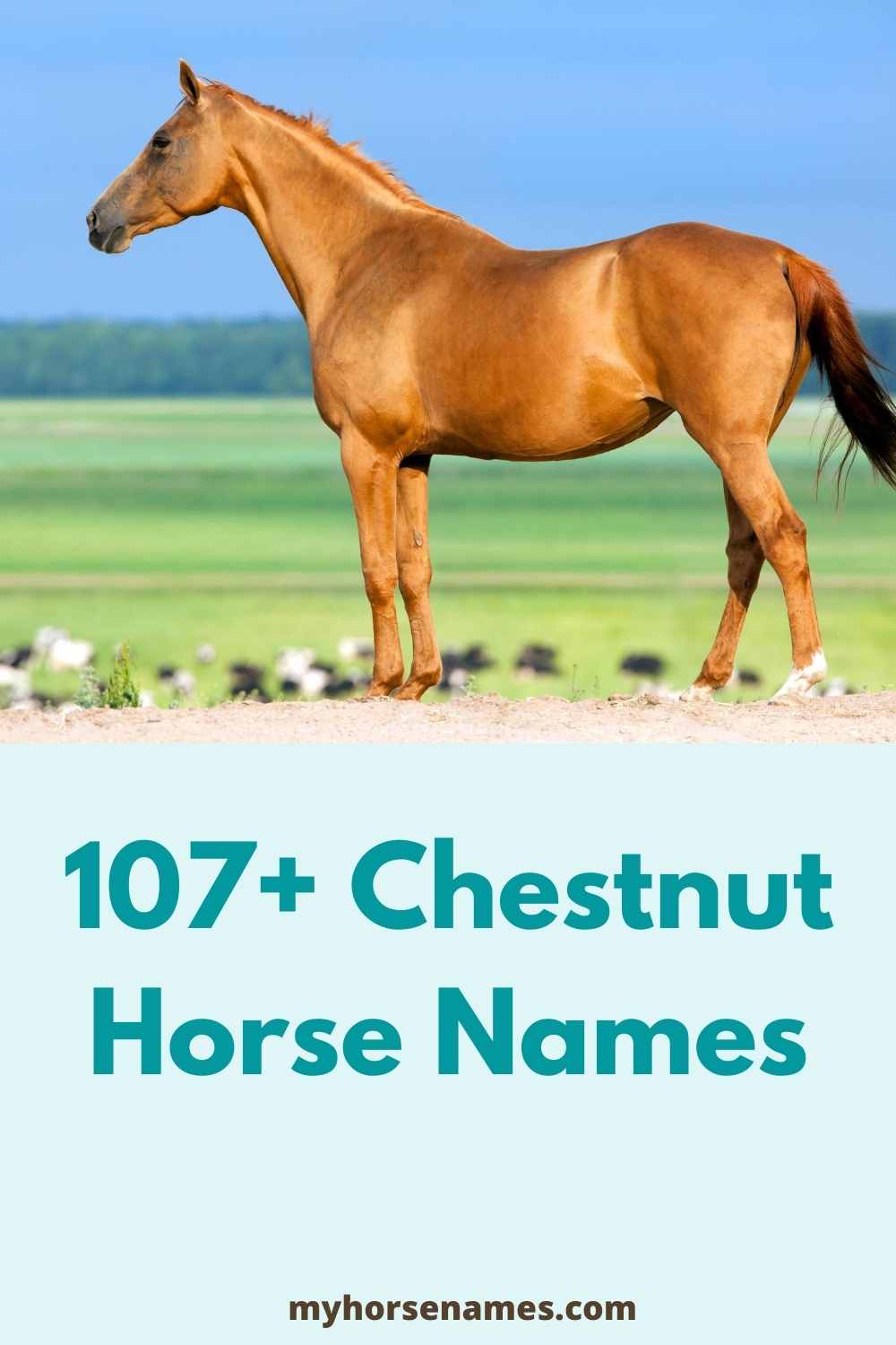 107+ Chestnut Horse Names [Ultimate Ideas] Equine Desire