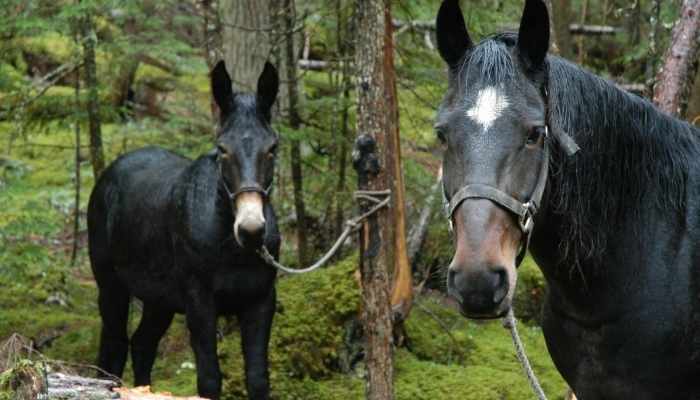 How Much Does a Mule Cost? - Equine Desire