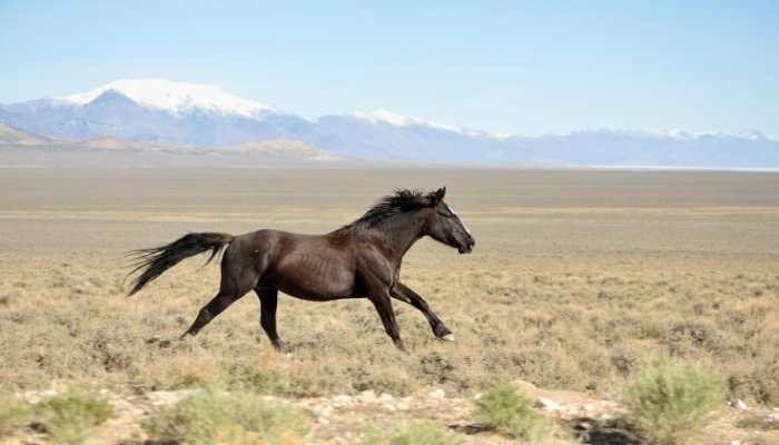 how-much-does-a-mustang-horse-cost-equine-desire