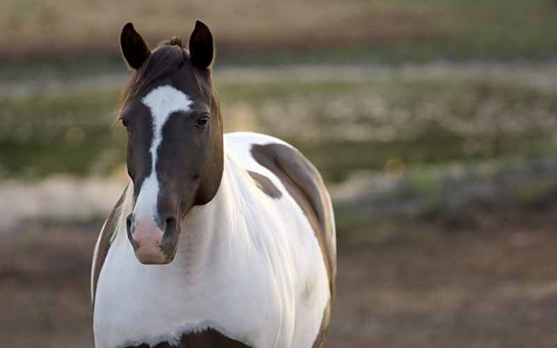 13 Black And White Horse Breeds With Pictures - Equine Desire