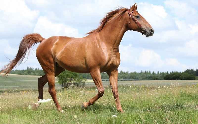 budyonny horse