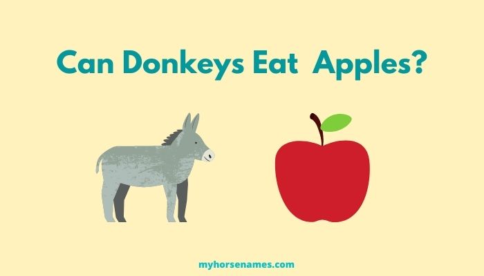 Can Donkeys Eat Apples? Feeding Tips