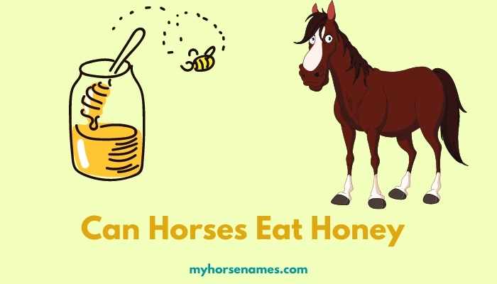Can Horses Eat Honey? 5 Reasons to Feed