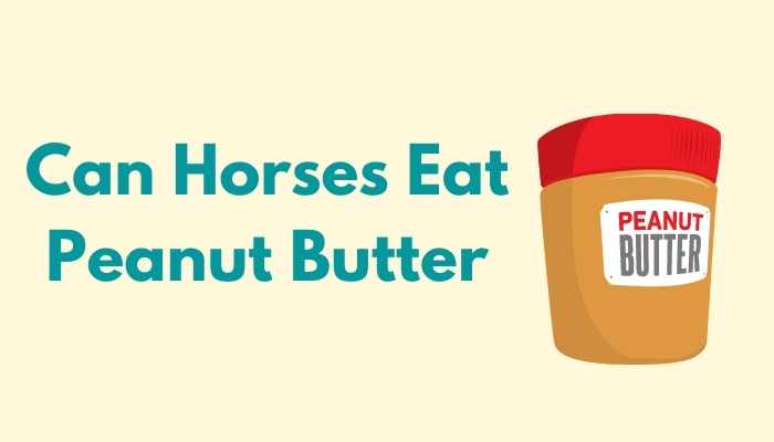 Can Horses Eat Peanut Butter?