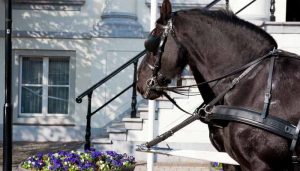 Can Horses Go Down Stairs