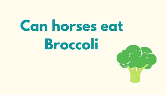 Can horses eat Broccoli? A Complete Guide