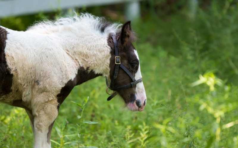 13 Black And White Horse Breeds With Pictures - Equine Desire