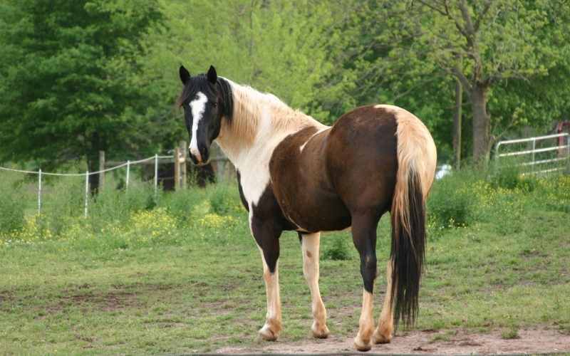 193+ Paint Horse Names [Inspiring Ideas] Equine Desire