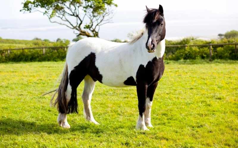 193-paint-horse-names-inspiring-ideas-equine-desire